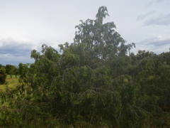 Juniperus oxycedrus oxycedrus