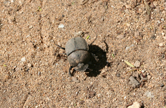 Scarabaeus radama