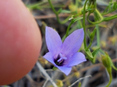 Campanula reverchonii