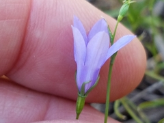 Campanula reverchonii
