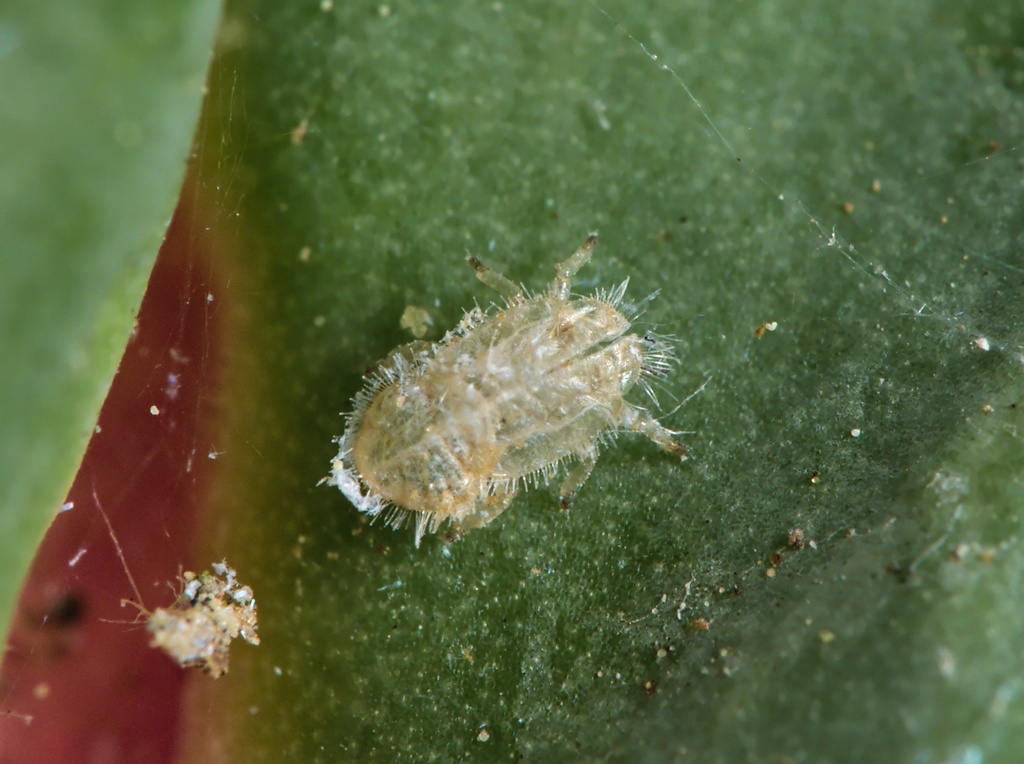 valerian psyllid