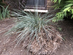 Festuca glauca