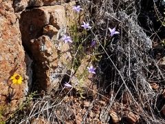 Campanula reverchonii