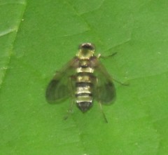 Chrysopilus fasciatus