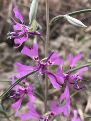 Clarkia xantiana