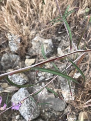 Clarkia xantiana