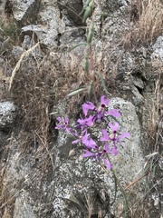 Clarkia xantiana