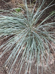Festuca glauca