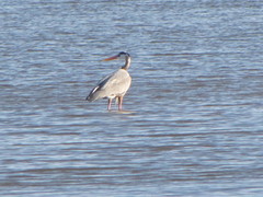 Ardea herodias