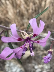 Clarkia xantiana