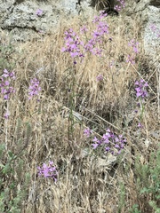 Clarkia xantiana