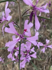 Clarkia xantiana