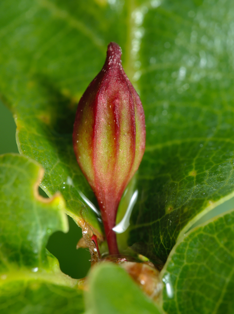 Andricus callidoma