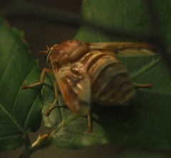 Goniops chrysocoma