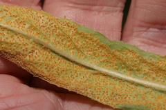 Puccinia pulverulenta