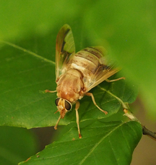 Goniops chrysocoma