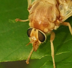 Goniops chrysocoma