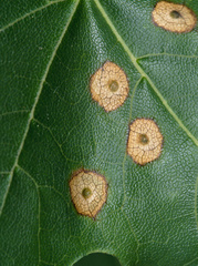 Dasineura tympani