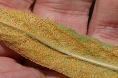Puccinia pulverulenta