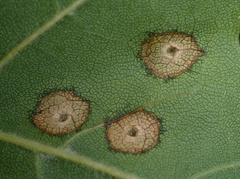 Dasineura tympani