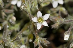 Sabulina nuttallii