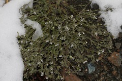 Sabulina nuttallii
