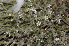 Sabulina nuttallii