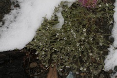 Sabulina nuttallii
