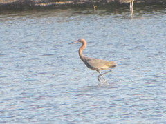 Egretta rufescens