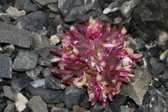 Claytonia saxosa