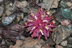 Claytonia saxosa