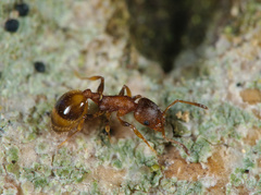 Temnothorax affinis