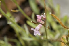 Boechera breweri