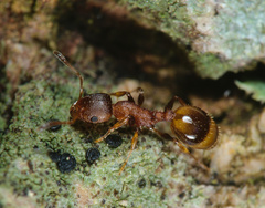 Temnothorax affinis