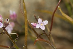 Boechera breweri