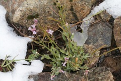 Boechera breweri