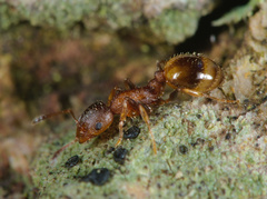 Temnothorax affinis