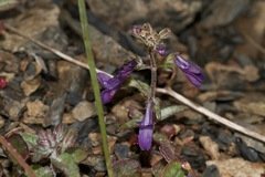 Collinsia greenei
