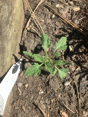 Solanum lycopersicum