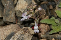 Collinsia greenei