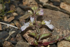 Collinsia greenei
