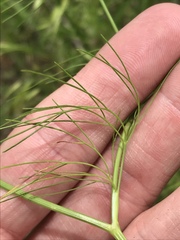 Spermolepis inermis