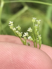 Spermolepis inermis