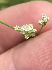 Spermolepis inermis