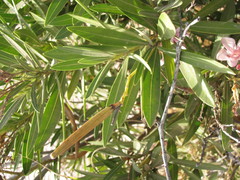 Nerium oleander