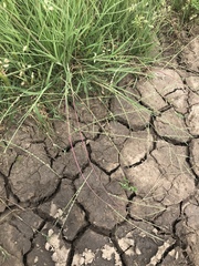 Schedonnardus paniculatus