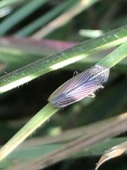 Apogonalia mediolineata