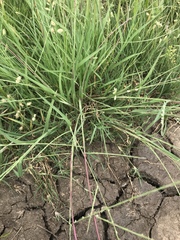 Schedonnardus paniculatus