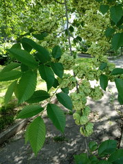 Ulmus glabra