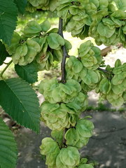 Ulmus glabra